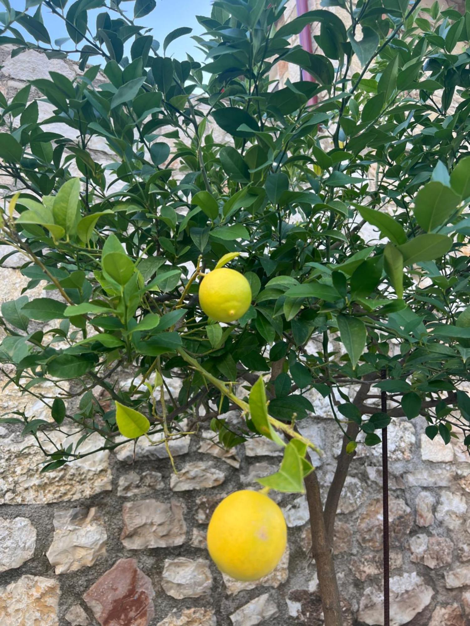 Jardin Miraculeux Ξενοδοχείο Χειμάρρα Εξωτερικό φωτογραφία