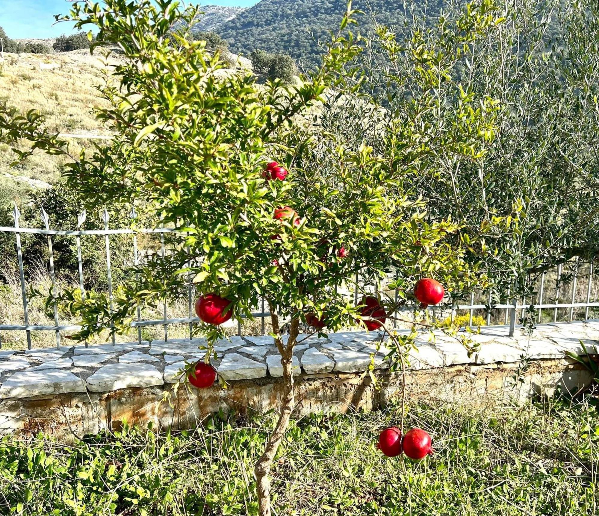 Jardin Miraculeux Ξενοδοχείο Χειμάρρα Εξωτερικό φωτογραφία